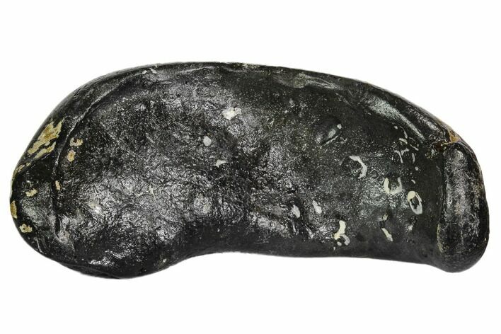 Fossil Whale Ear Bone - Miocene #109261